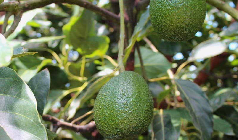 images/1672904948371Aguacate de Kenia1.jpg